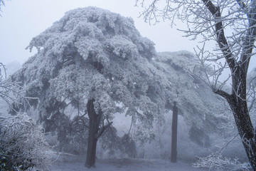 雪松 雪淞