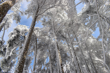 雪松 雪淞