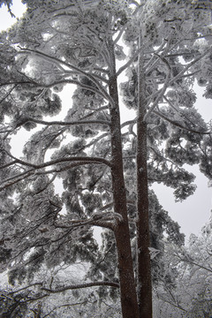 雪松 雪淞