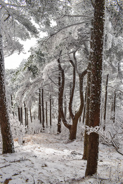 雪松 雪淞