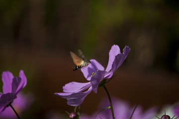 波斯菊