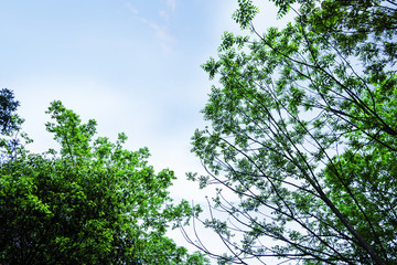 绿树叶 绿树 天空