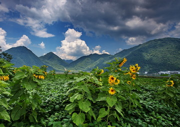 高山下的花环