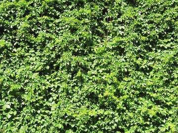 绿植墙 绿叶墙