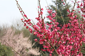 梅花