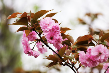 樱花