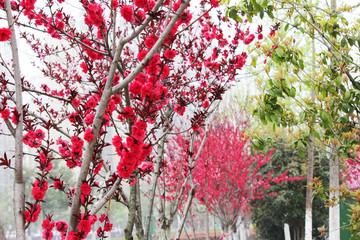 红桃花