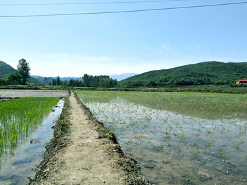 农田秧苗