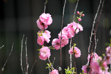 花卉 榆叶梅 榆梅 小桃红 春