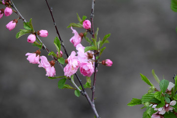 花卉