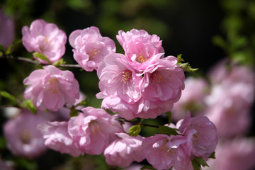 花卉 榆叶梅 榆梅