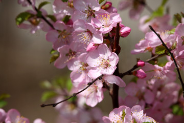 花卉
