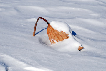 雪中残荷