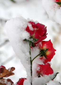 染雪的玫瑰