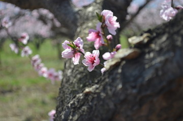 桃花盛开