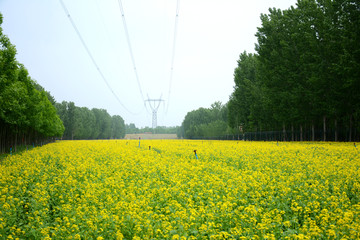 树林油菜花