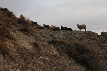 山坡羊群