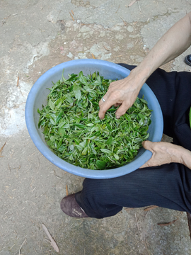 刚采摘的新鲜茶叶