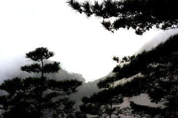 雾松黄山