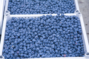 野生蓝莓果