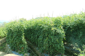 圣女果 西红柿 蔬菜 果园