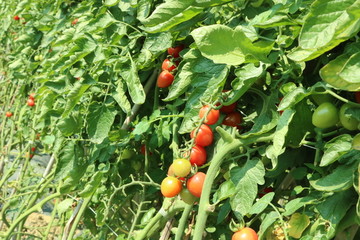 圣女果 西红柿 蔬菜 果园