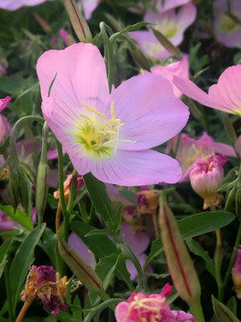 花卉