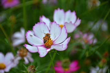 波斯菊