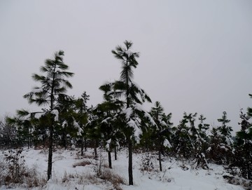 雪地松树