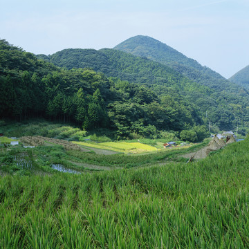 水稻种植 稻田 富士山 水稻