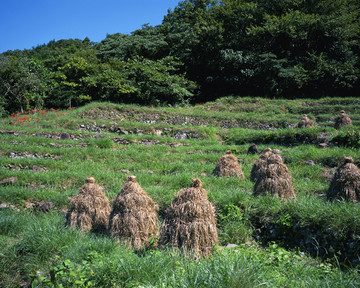 水稻种植 稻田 富士山 水稻