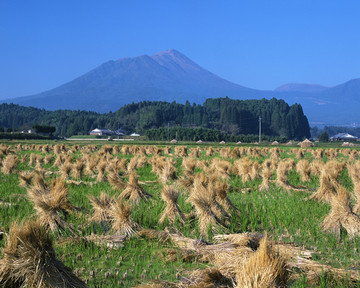 水稻种植 稻田 富士山 水稻