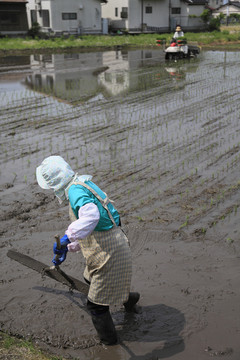 水稻种植 日本 富士山 水稻