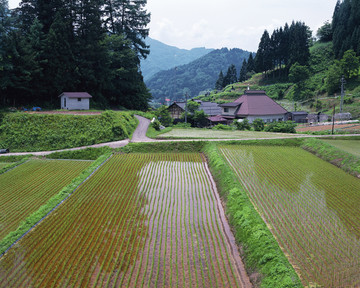 风景 四季 日本 田野 樱花