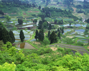 风景 四季 日本 田野 樱花