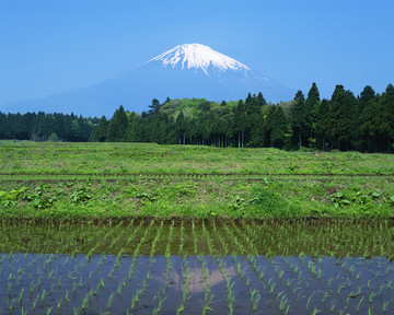 风景 四季 日本 田野 樱花