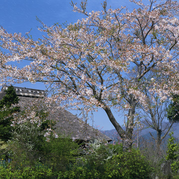 风景 四季 日本 田野 樱花