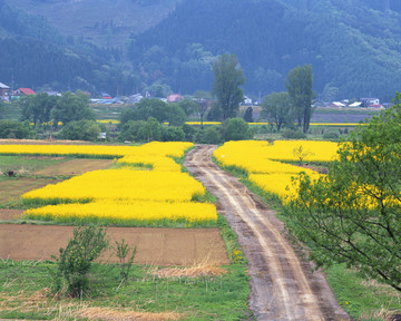 风景 四季 日本 田野 樱花