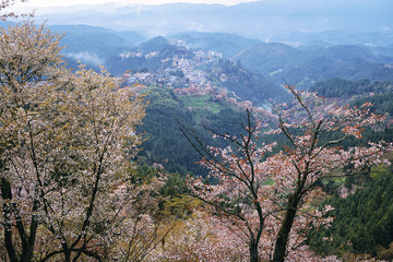 风景 四季 日本 田野 樱花