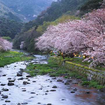 风景 四季 日本 富士山 水稻