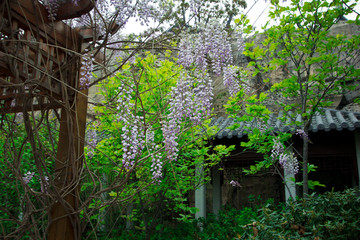 植物 紫藤 自然