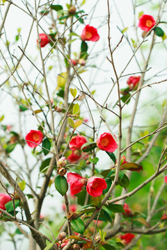 春天 花卉 绿化 耐冬花
