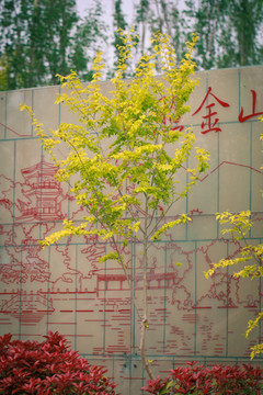 植物园 绿色 植物 树木 农村