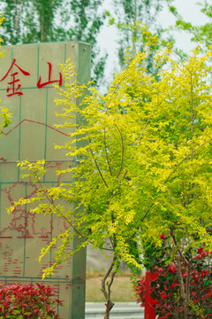 植物园 绿色 植物 树木 花卉