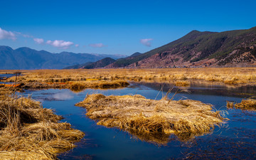 泸沽湖草海芦苇荡