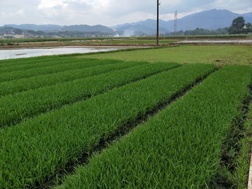 水稻  遮放贡米  稻谷