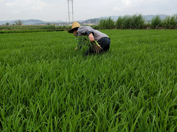水稻    稻谷  秧田