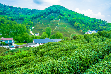 龙井茶基地
