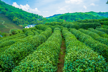 龙井茶基地