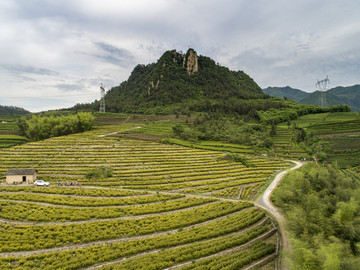 黄金茶基地